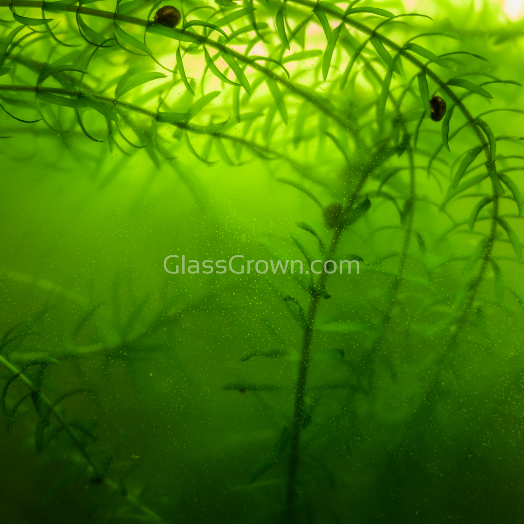 Bunch Anacharis (Elodea or Waterweed)