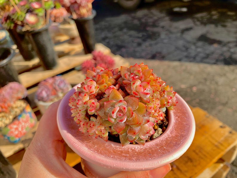 Rare Echeveria ‘Orange Monroe’ | Boutique Succulent | WYSIWYG | Bare Root Plant 2512-053
