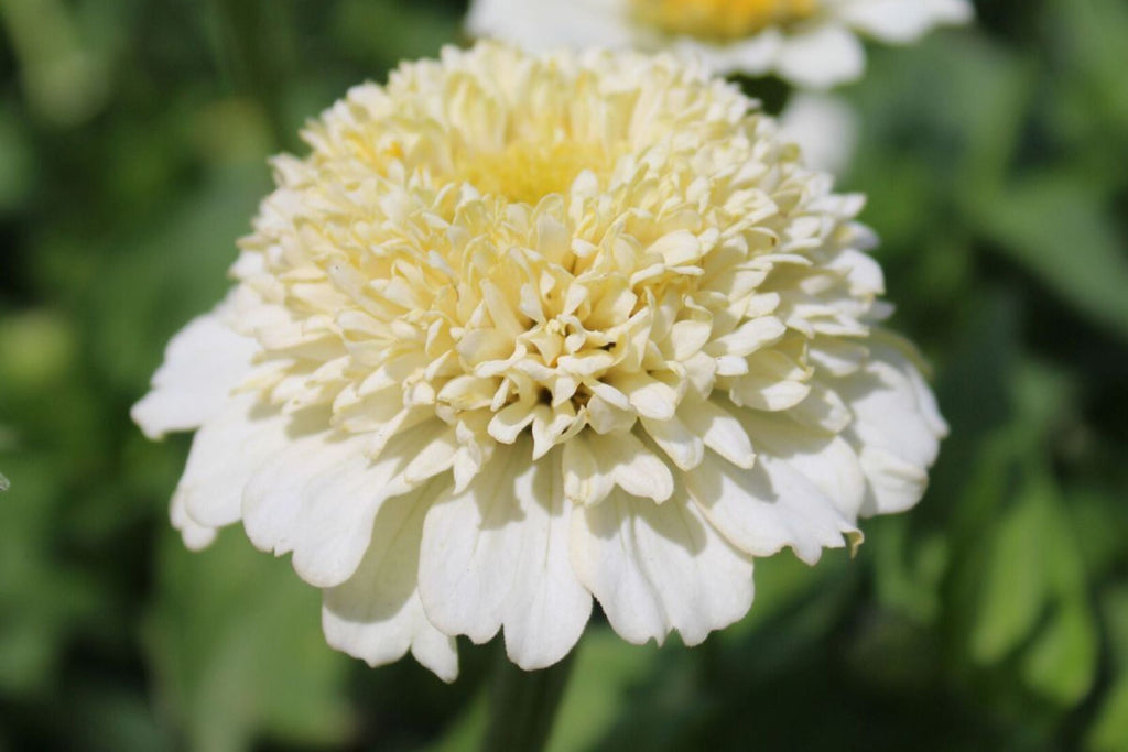 Zinderella White Zinnia Seeds – 100+ Heirloom Flower Seeds, , Double Blooms, Cut Flower Garden, Pollinator Favorite