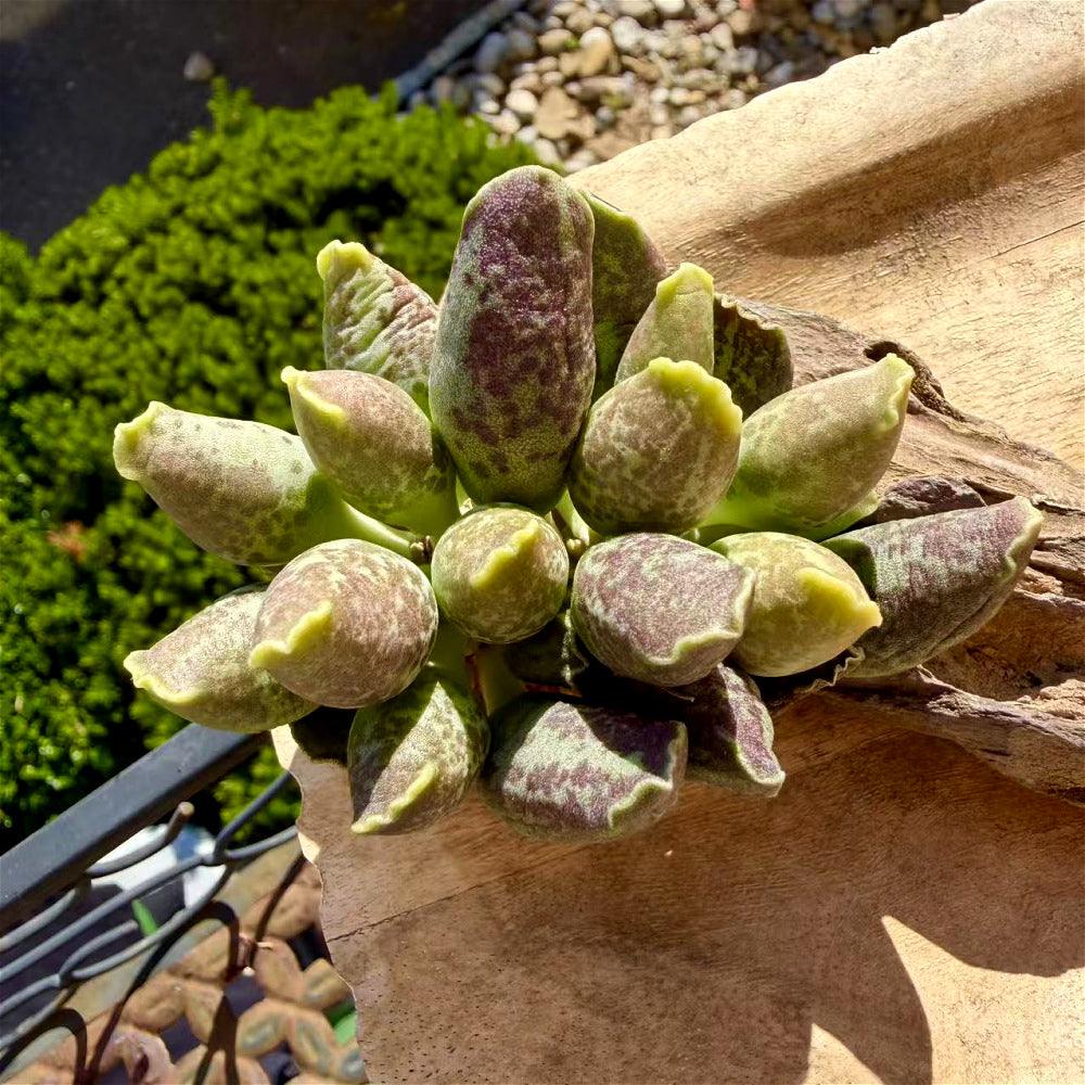Adromischus Cooperi var. Festivus 3"-3.5"