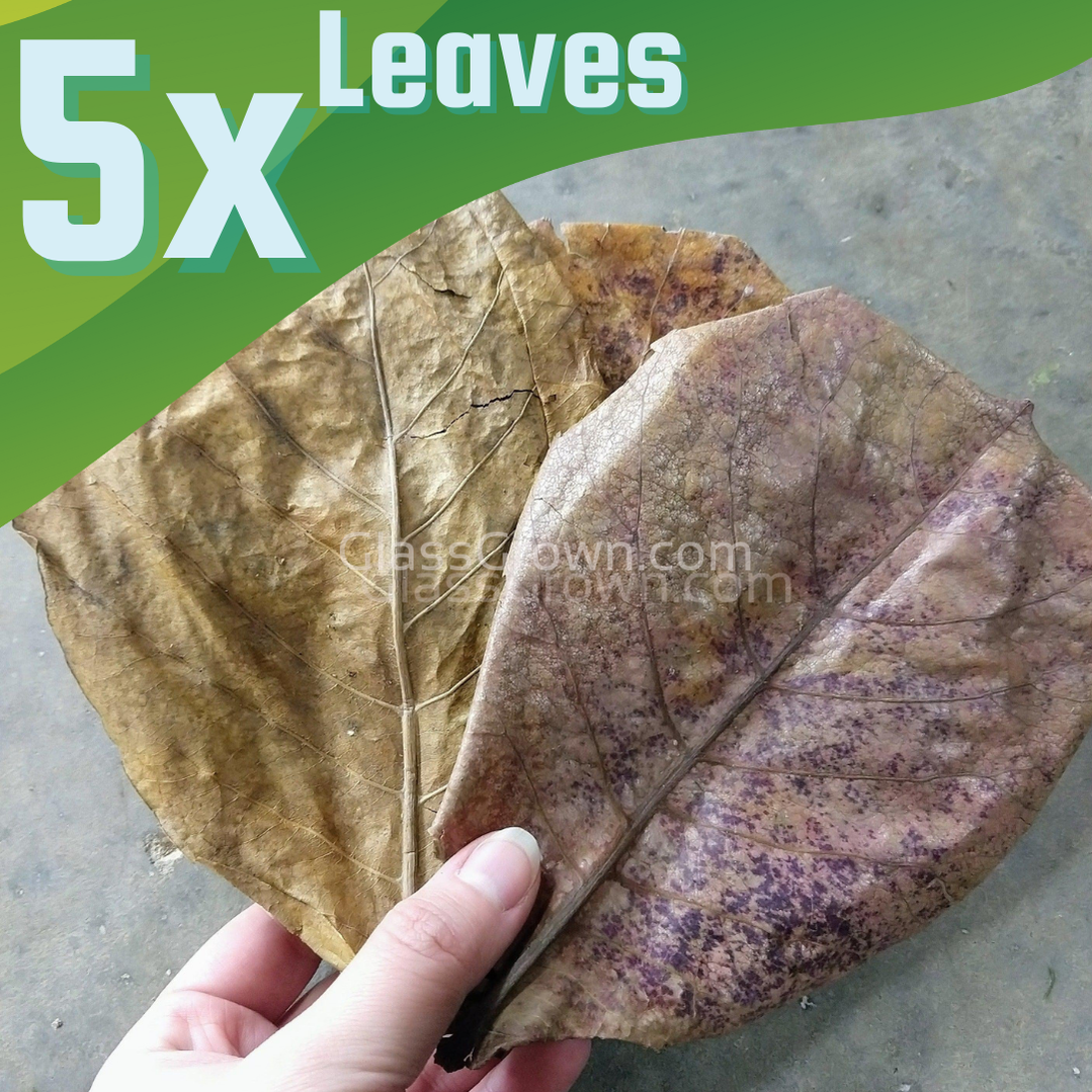 Catappa Indian Almond Leaves