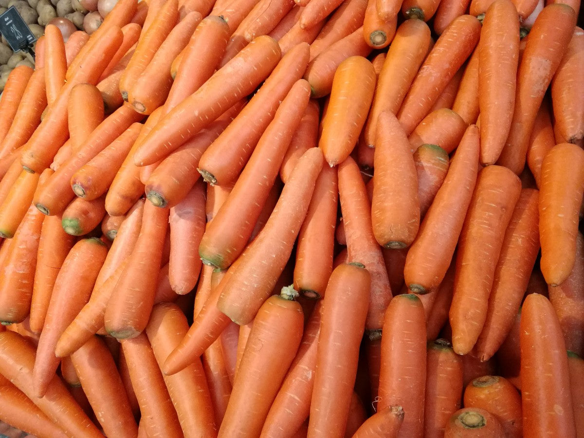 3,000 Imperator 58 Carrot Seeds