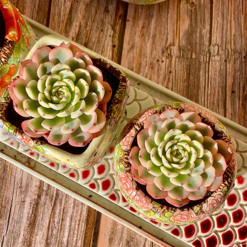 Rare Geometric Rosette Succulent - Echeveria 'Minima' Variegata - Drought-tolerant Plant Popular for Beginners and Collectors