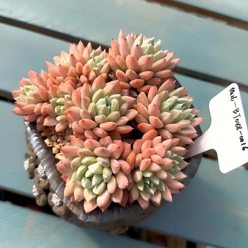 4-year-old Rare Succulent -- Only One Available No.: BJ088-0016 -【Echeveria 'White Mirror'】Large Live  Succulent Exact Plant Shown