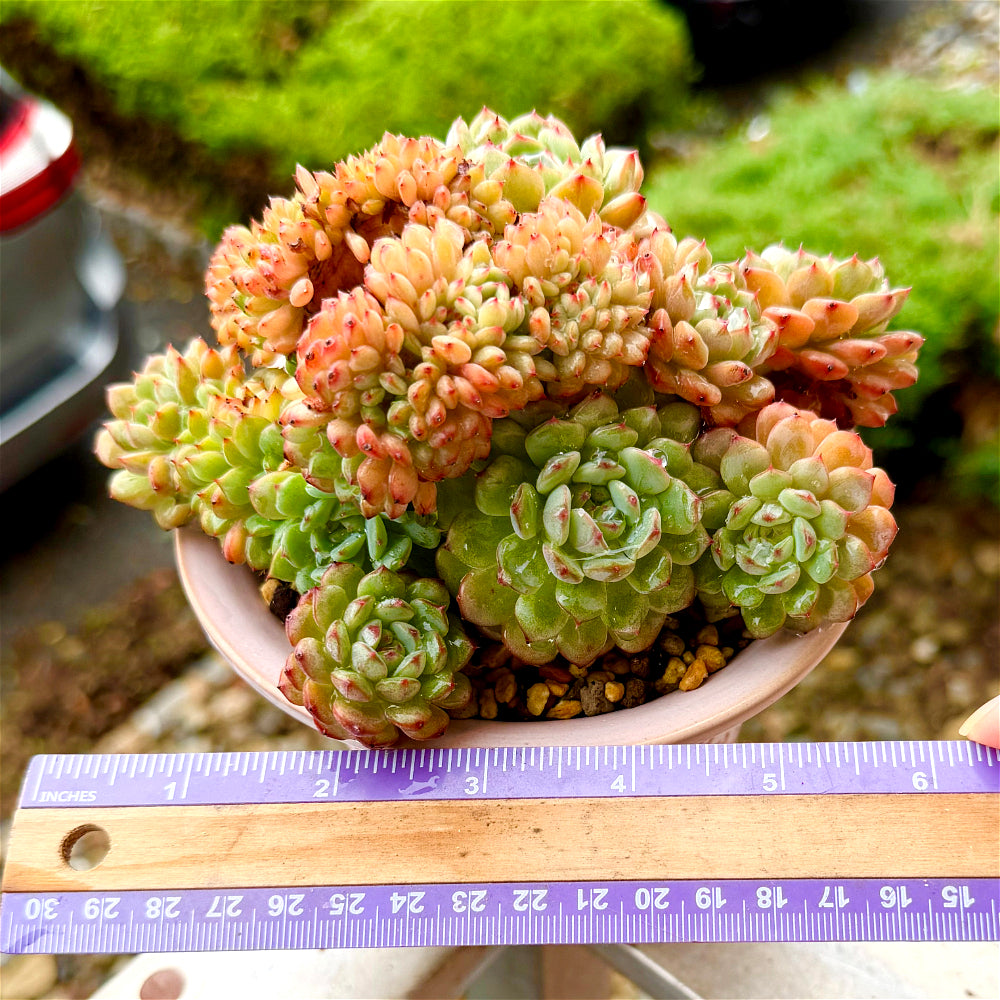 1 of 1 Echeveria 'Chubby Hani' Cristation 5"-5.5" Rare Collector Succulent - Exact Plant Shown One-of-a-Kind