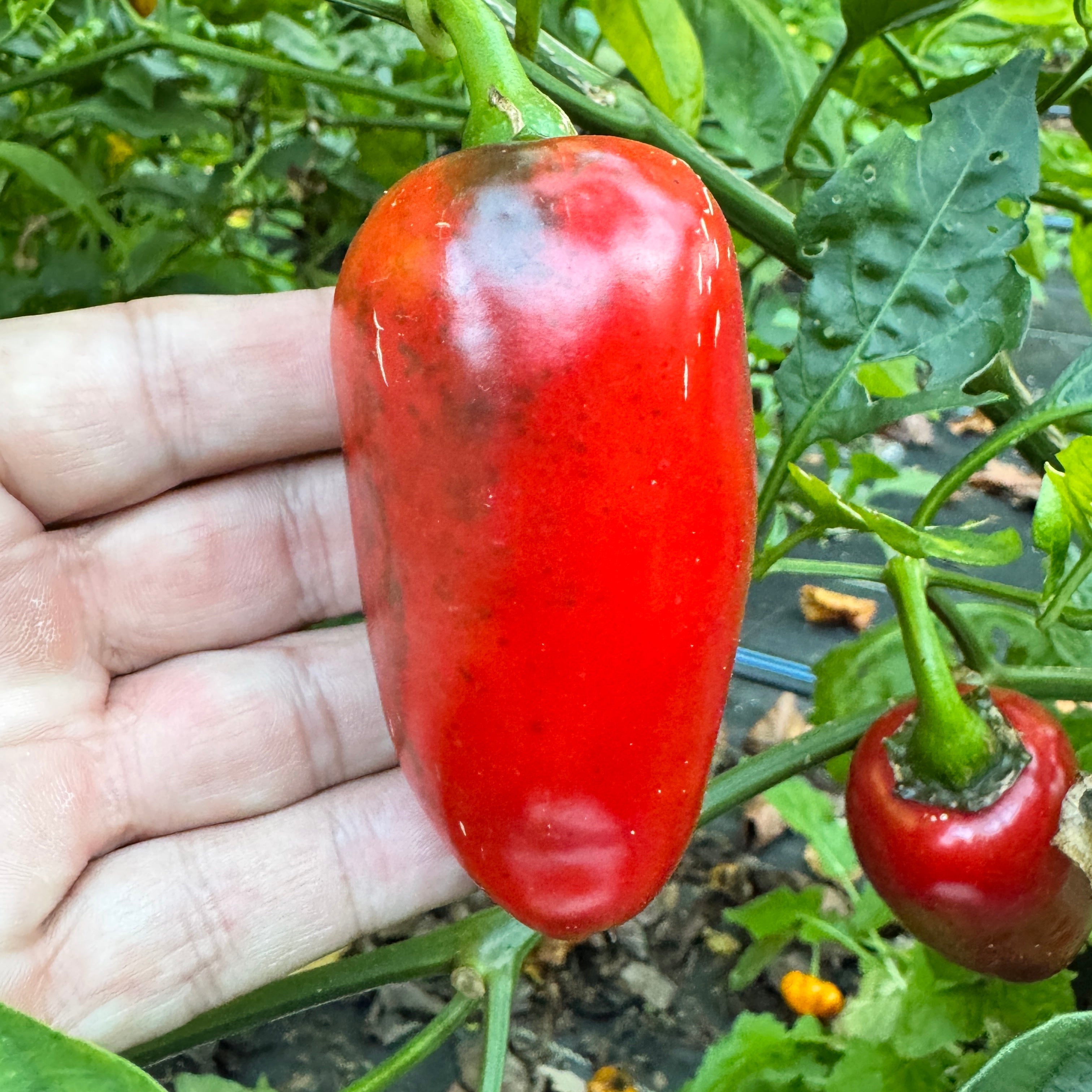 La Bomba II Jalapeño - Seeds