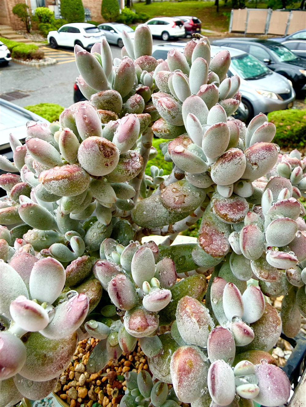 Cotyledon Orbiculata - 11" Rare Boutique Succulent - Exact Plant Shown 1 of 1 - WYSIWYG Live Plant