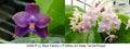 Phalaenopsis (LL Blue Family x Mituo 24 Solar Term)