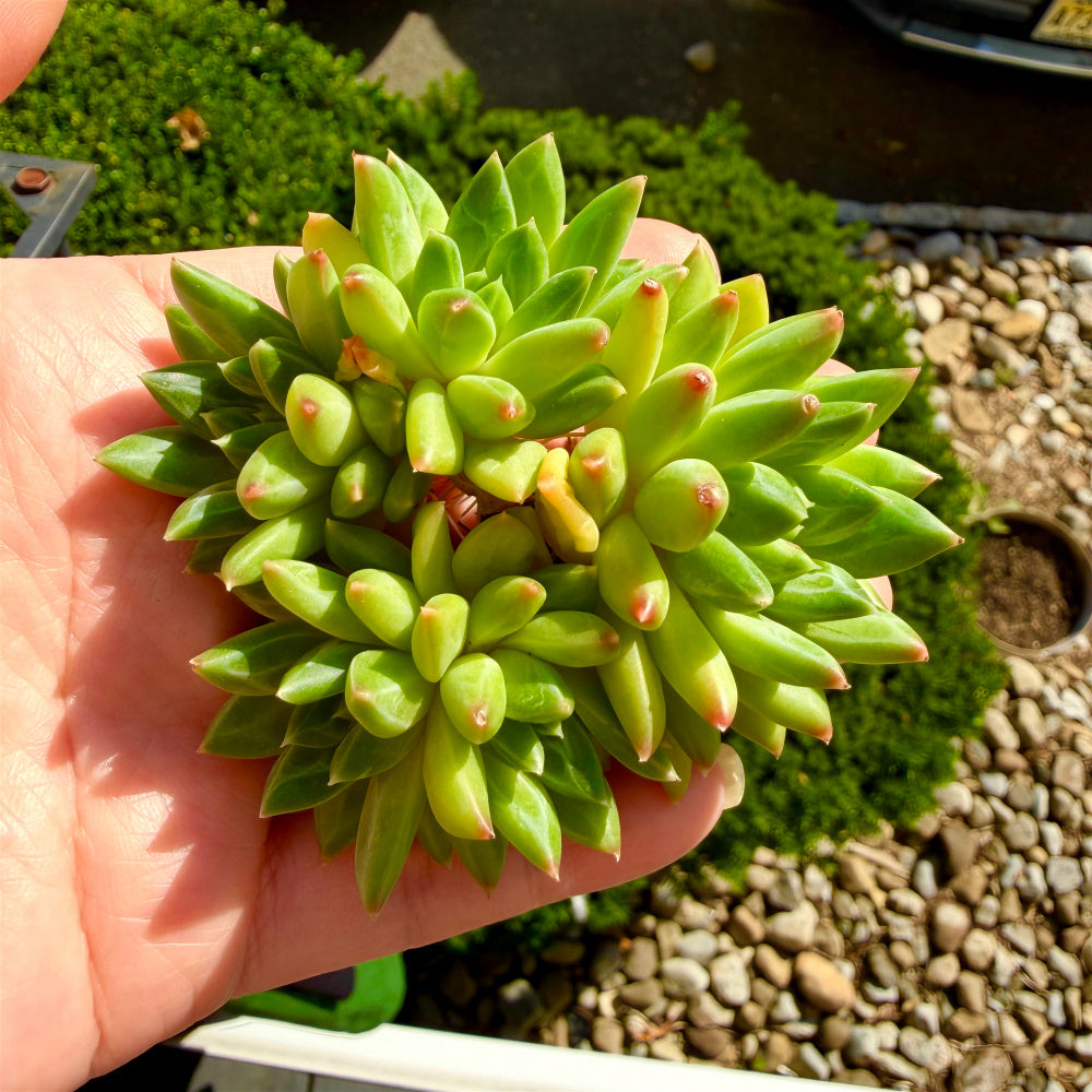 Echeveria 'Oracrium' Cluster 3"-3.5" Across - Sought-after Rare Succulent Live Plant