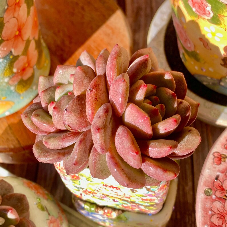 Rare Variety Succulent - Echeveria 'Ariel' - Low Maintenance Excellent for Beginners