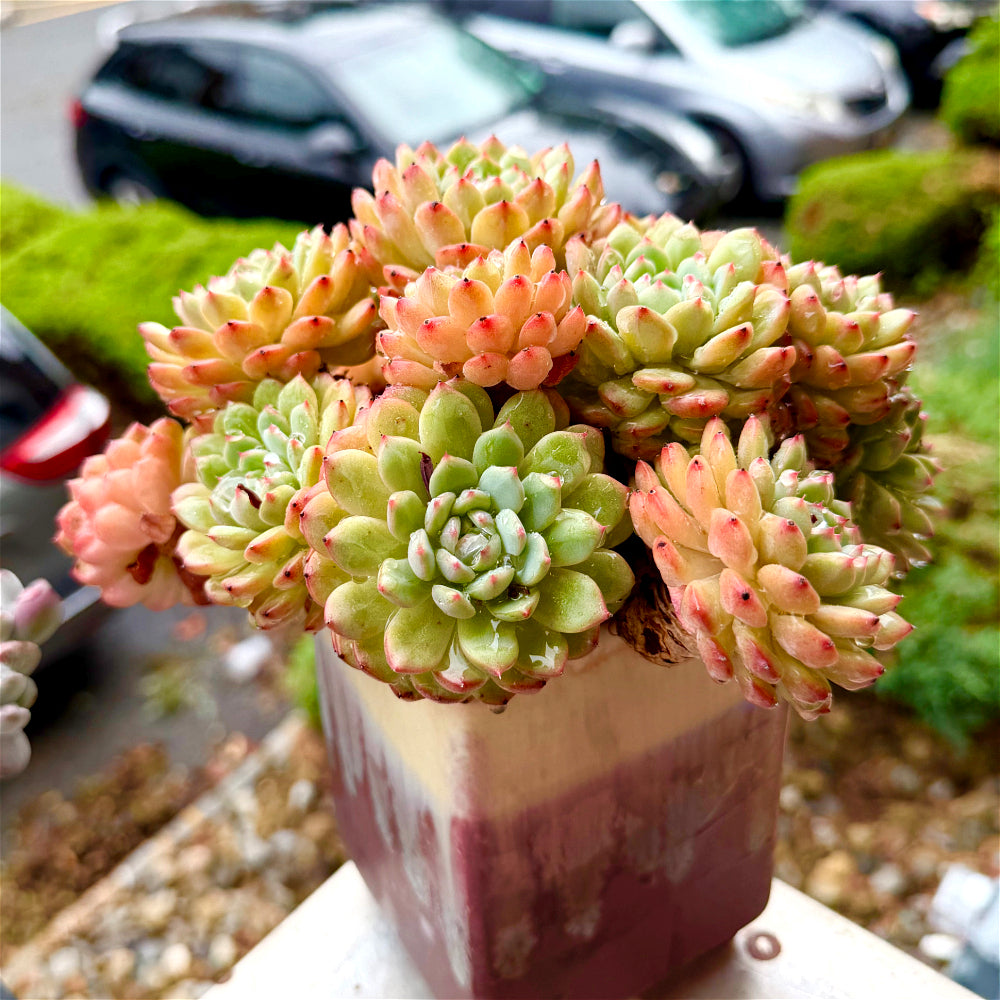 Echeveria 'Hani' 7"-7.5" Collector Succulent - One-of-a-Kind - Exact Plant Shown Rare Live Plant