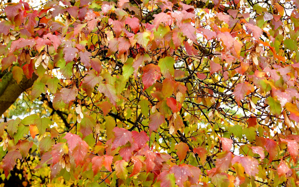 20 Tatarian FLAME MAPLE TREE Red Acer Tataricum Seeds