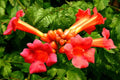 18 Red Trumpet Vine Cuttings – Campsis radicans Live Perennial Vines – Hummingbird-Friendly Organic Pollinator Plant for Garden & Fence
