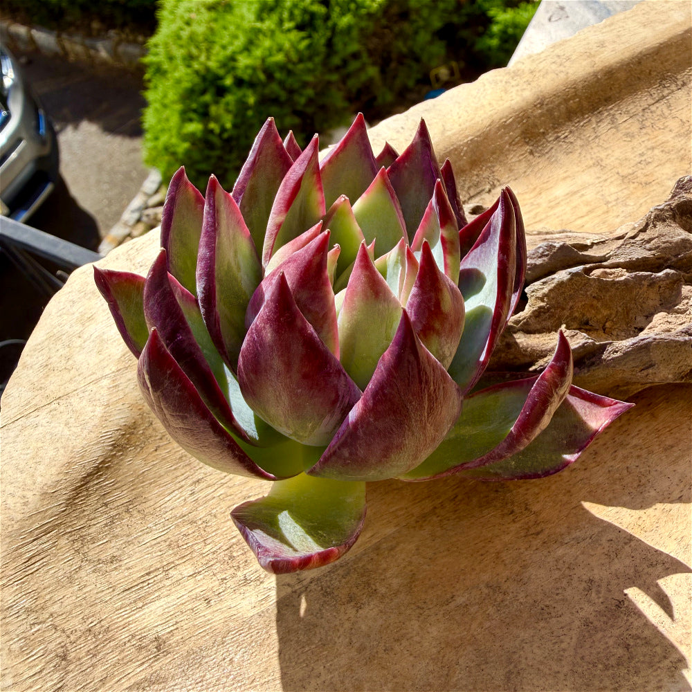 Echeveria Agavoides 'Casio' Variegata ~3"-3.5" Rare Succulent Live Plant