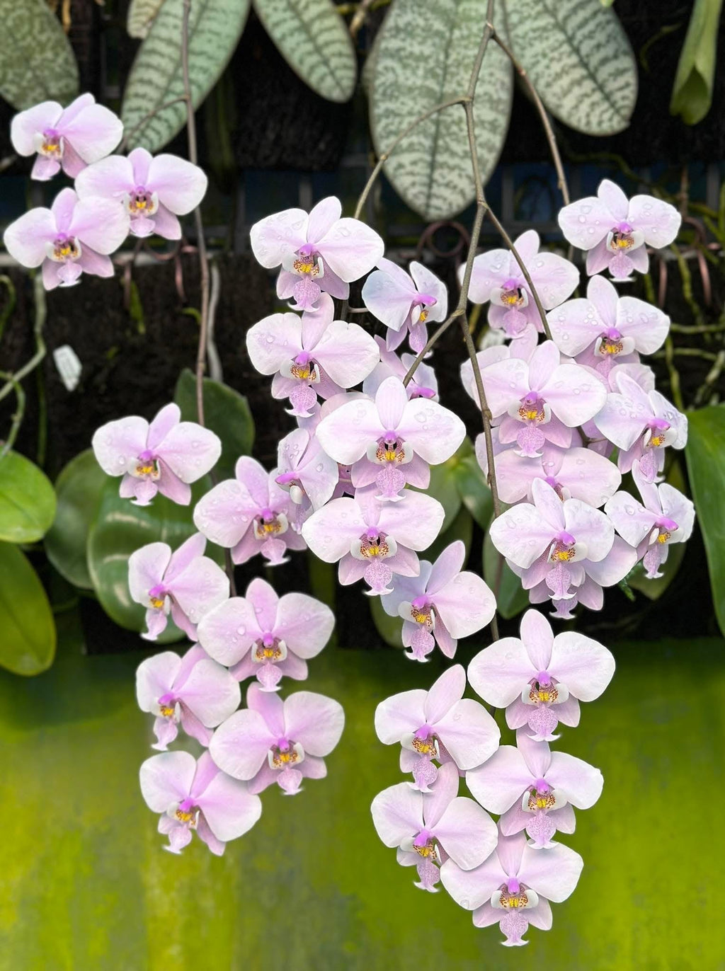 Phalaenopsis schilleriana ‘YL275’