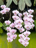 Phalaenopsis schilleriana ‘YL275’