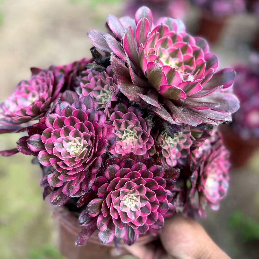 Aeonium 'Garnet White Brocade' Variegata - Extra-Large 8"-10" Mature Succulent - Established Collector Plant