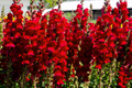 Red Snapdragon Seeds 200 PCS Ruby Antirrhinum Majus Maximum Ruby for Gardens & Cut Flowers