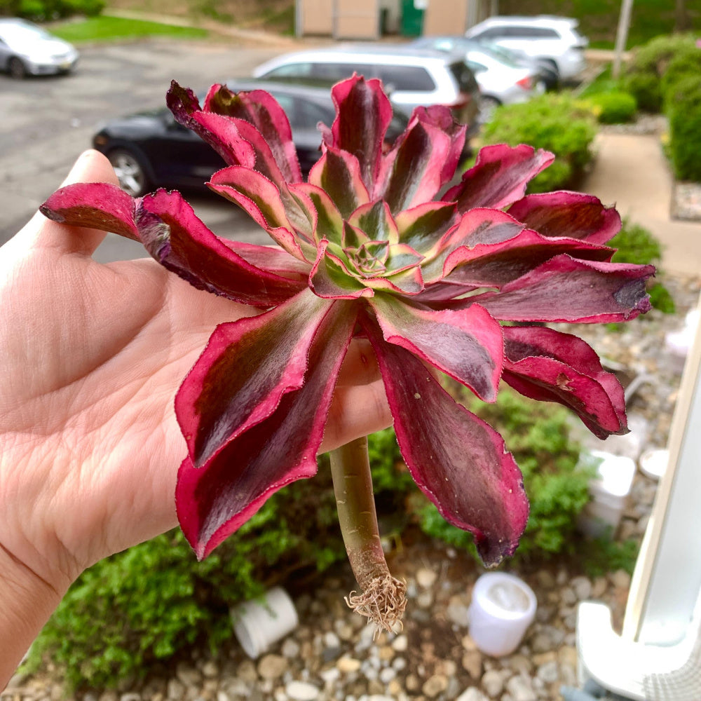 Rare Aeonium 'Phantom' Variegata | 4" Bare Root Succulent | Roots Trimmed & Air Dried | No Pot/Soil | Free Ship 35+ | Live Houseplant