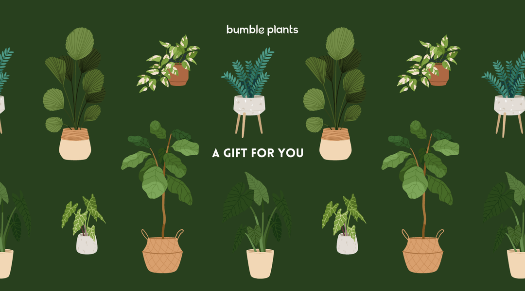 Bumble Plants Gift Card