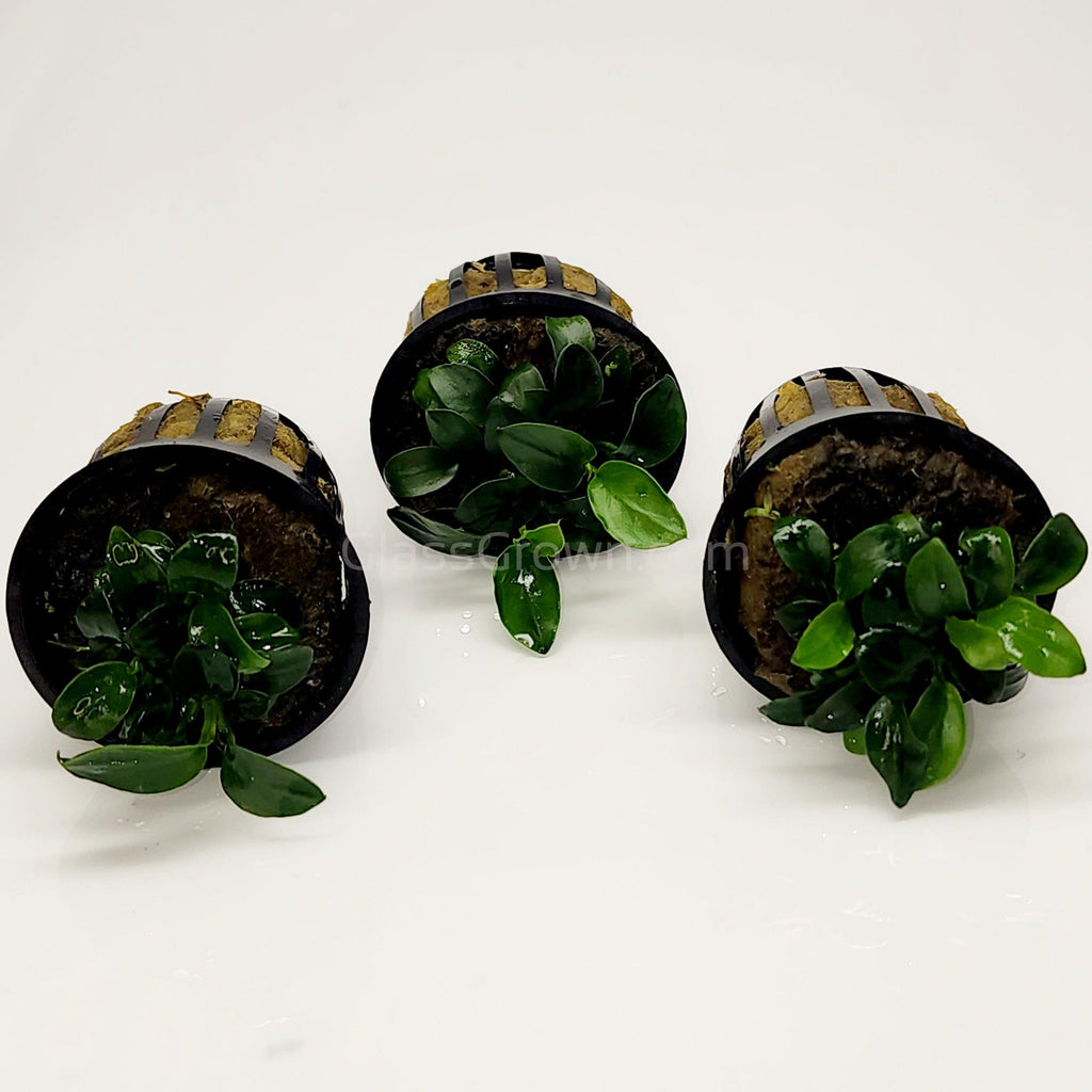Anubias Nana Petite
