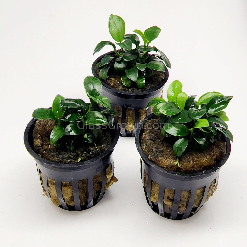 Anubias Nana Petite