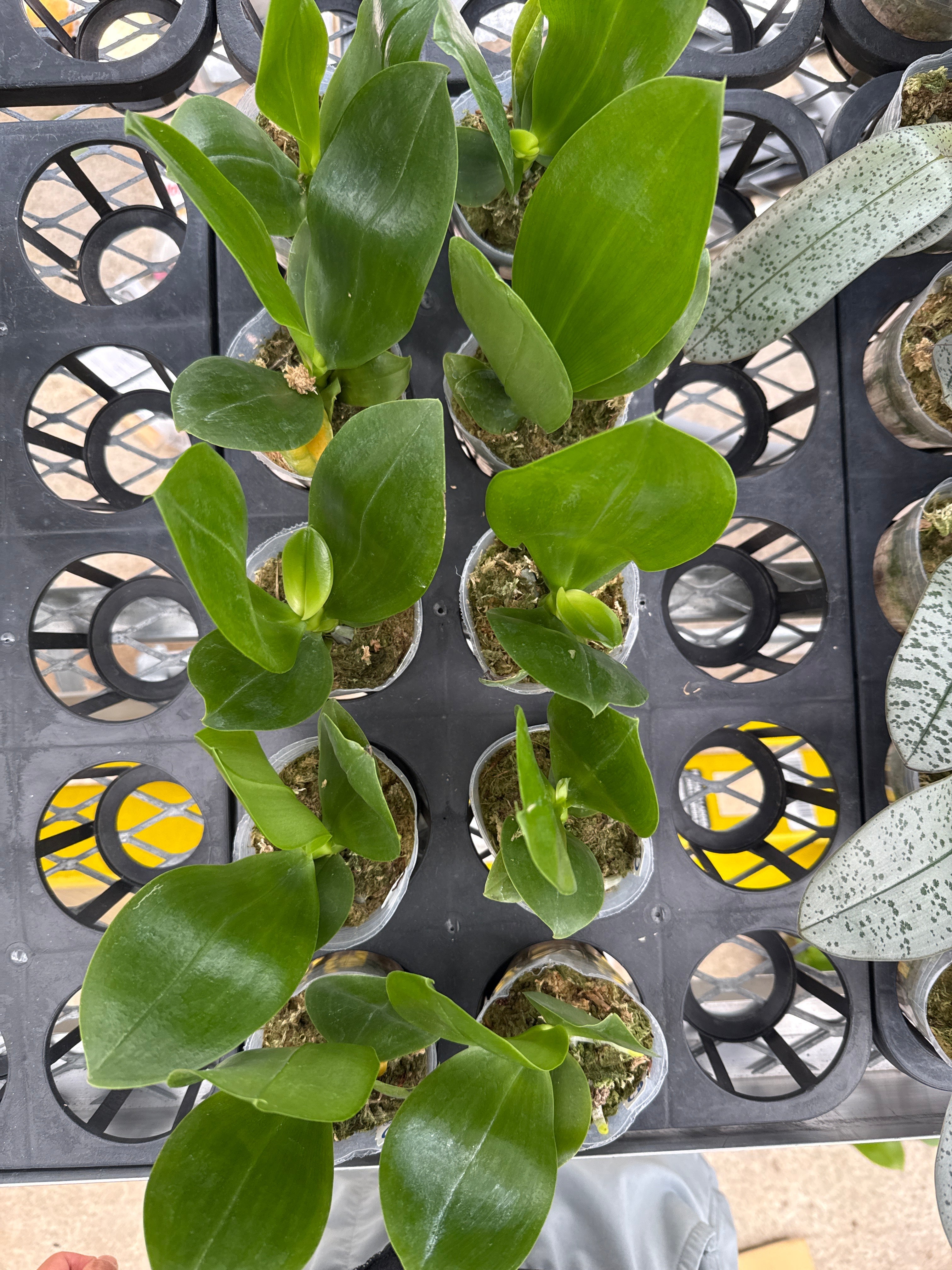 Phalaenopsis LD Avatar’s Glory ‘Green Angel’