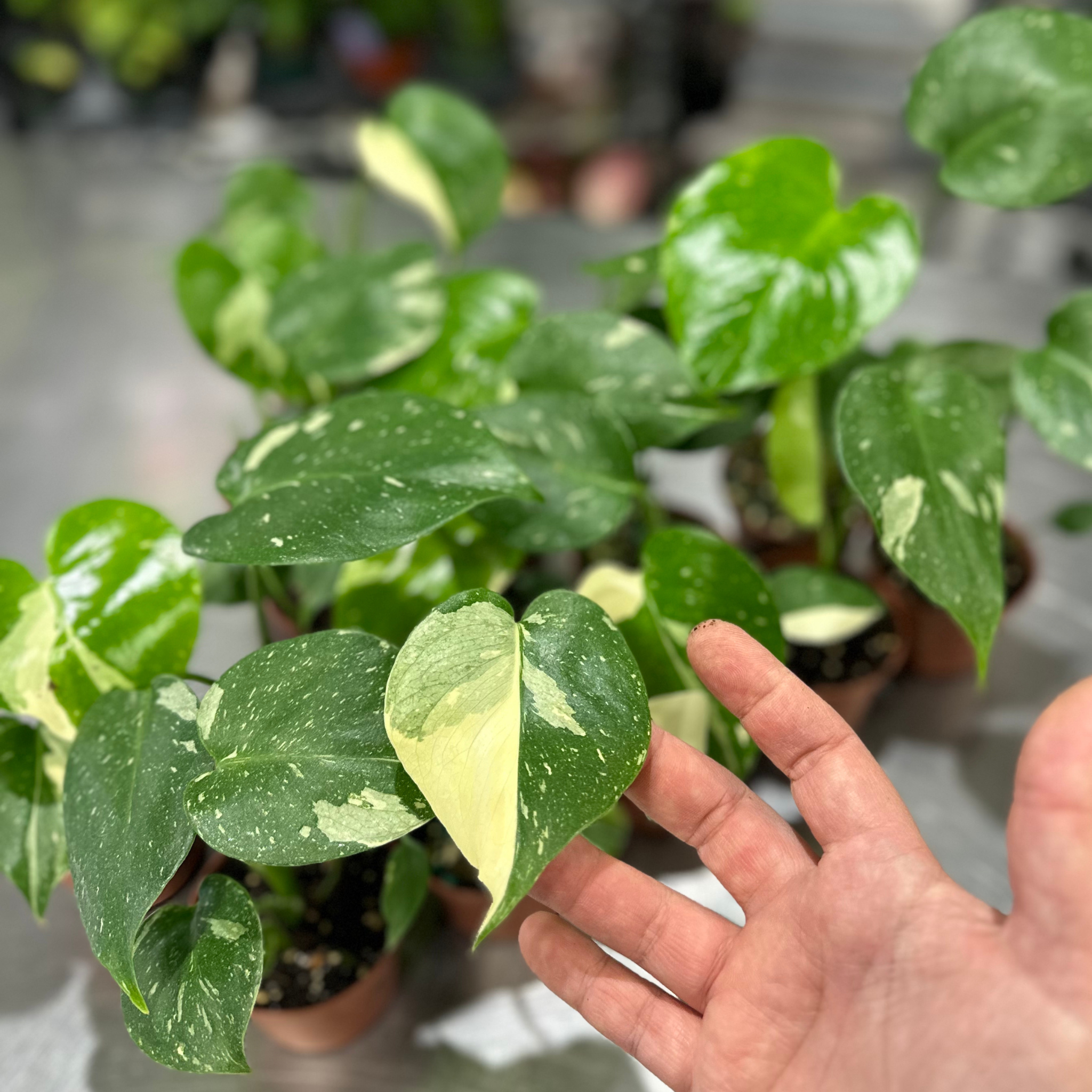 Monstera Thai Constellation
