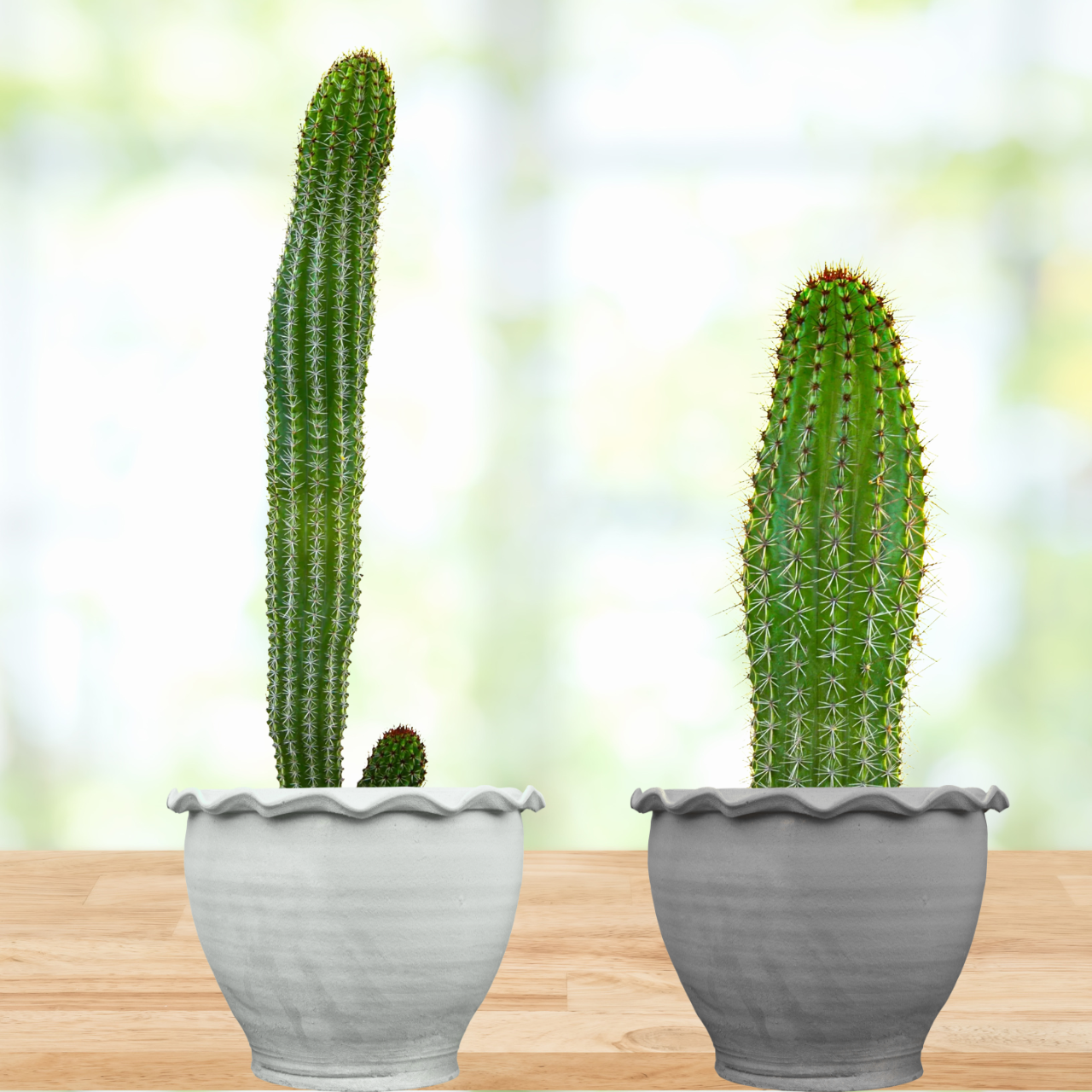 Organ Pipe Cactus