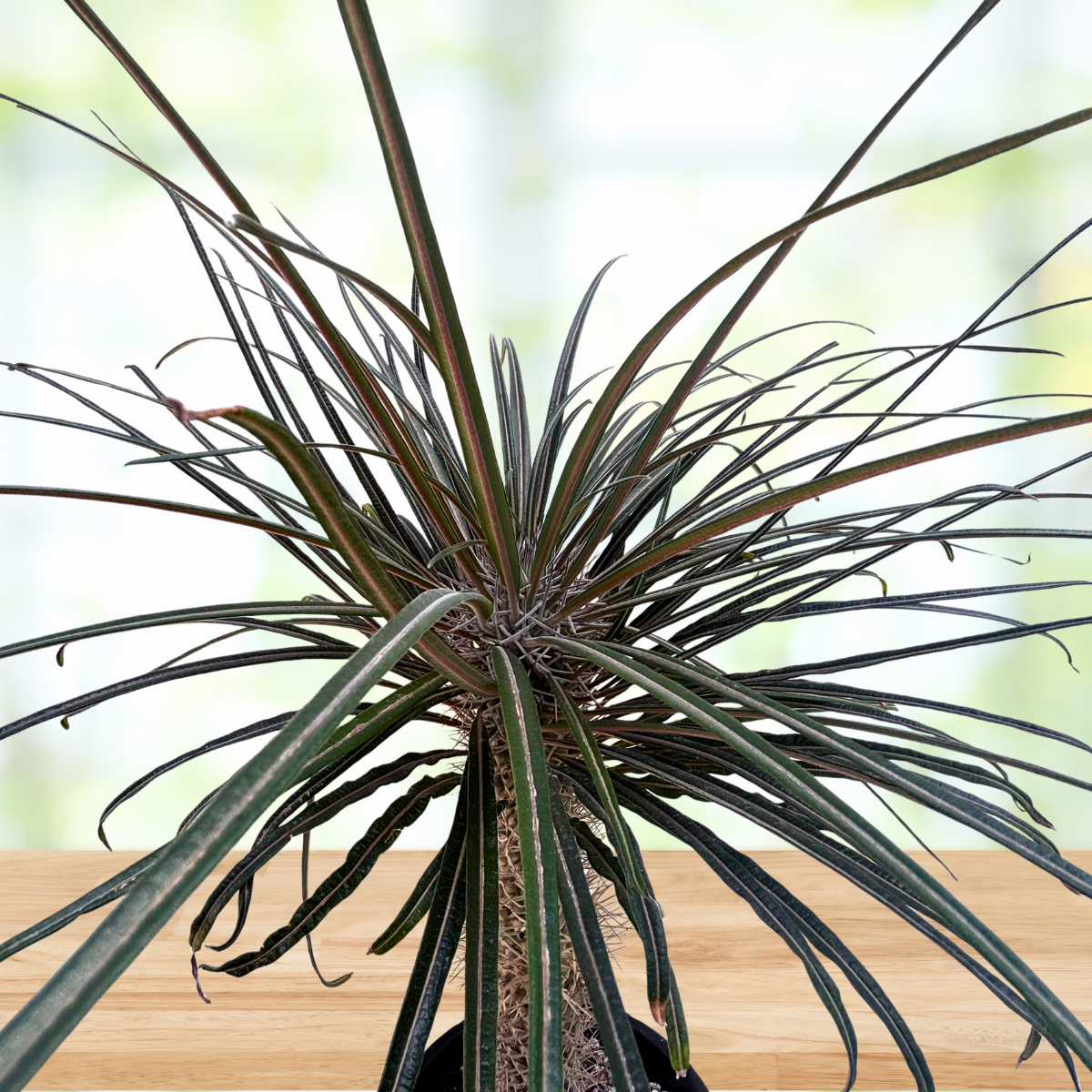 Silver Madagascar Palm