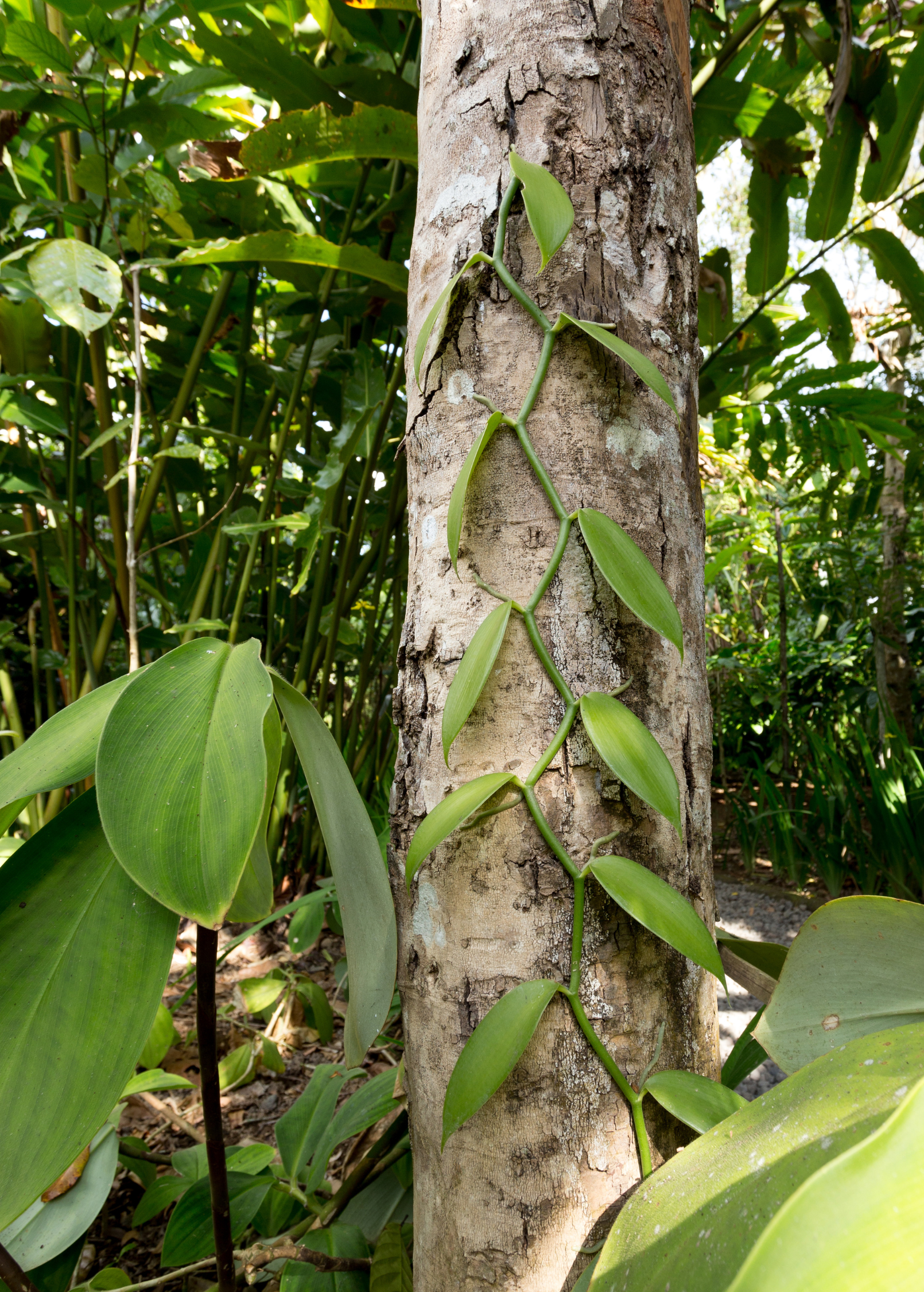 Vanilla Bean Orchid (Vanilla planifolia)