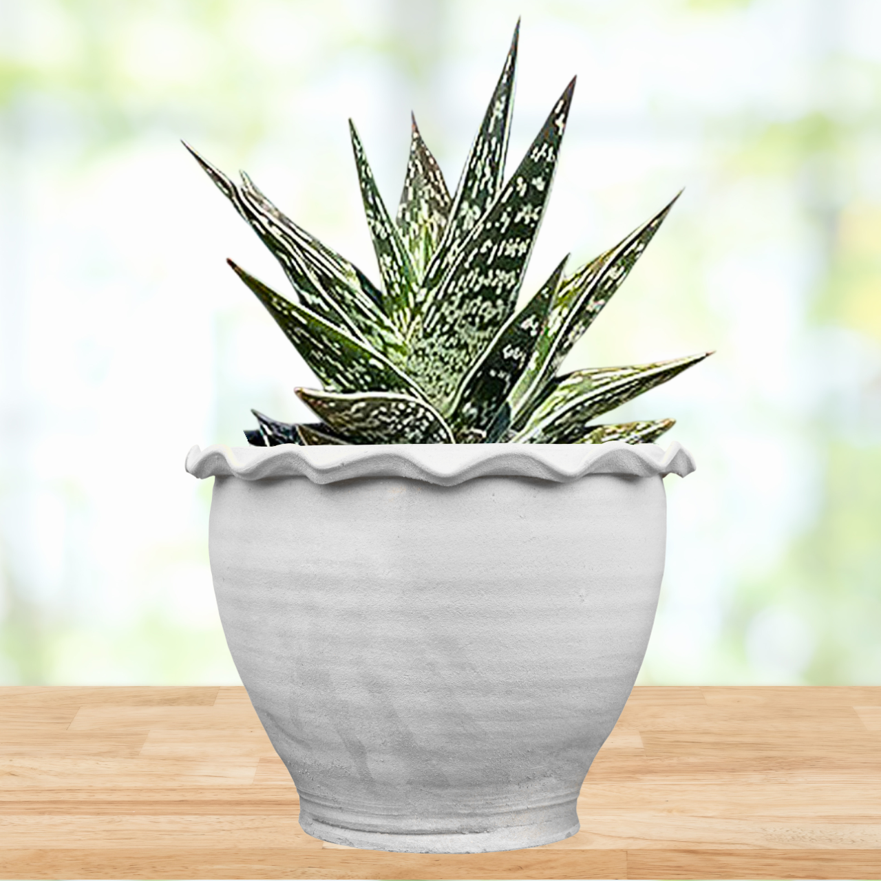 Tiger Aloe