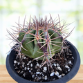 Echinocactus ingens