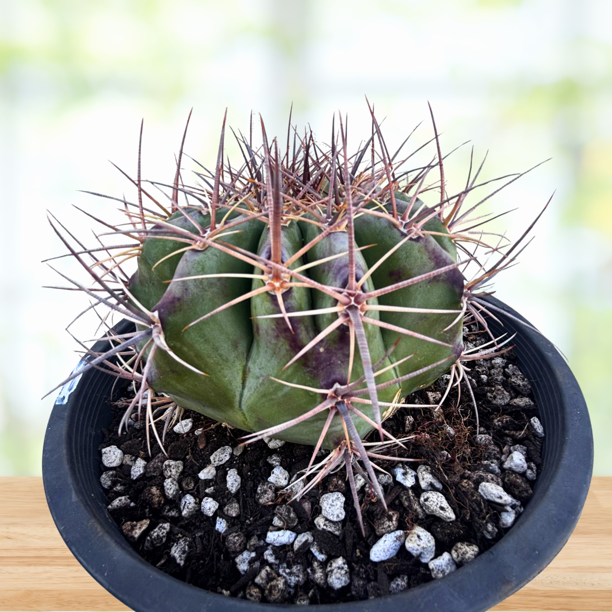 Echinocactus ingens