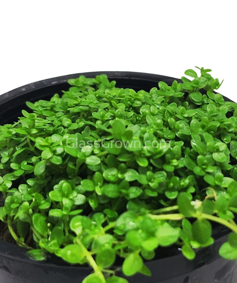 Dwarf Baby Tears (Hemianthus Callitrichoides)