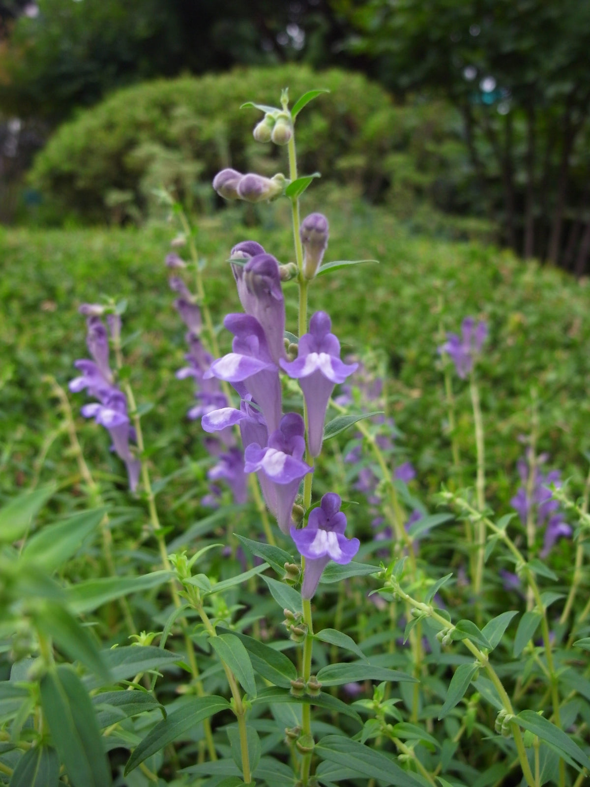250 Scutellaria baicalensis Seeds - Baikal Scullcap Seeds