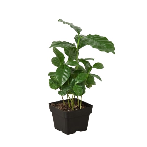 Arabica Coffee Plant "Coffea"
