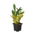 Codiaeum 'Gold Star Dust' Croton