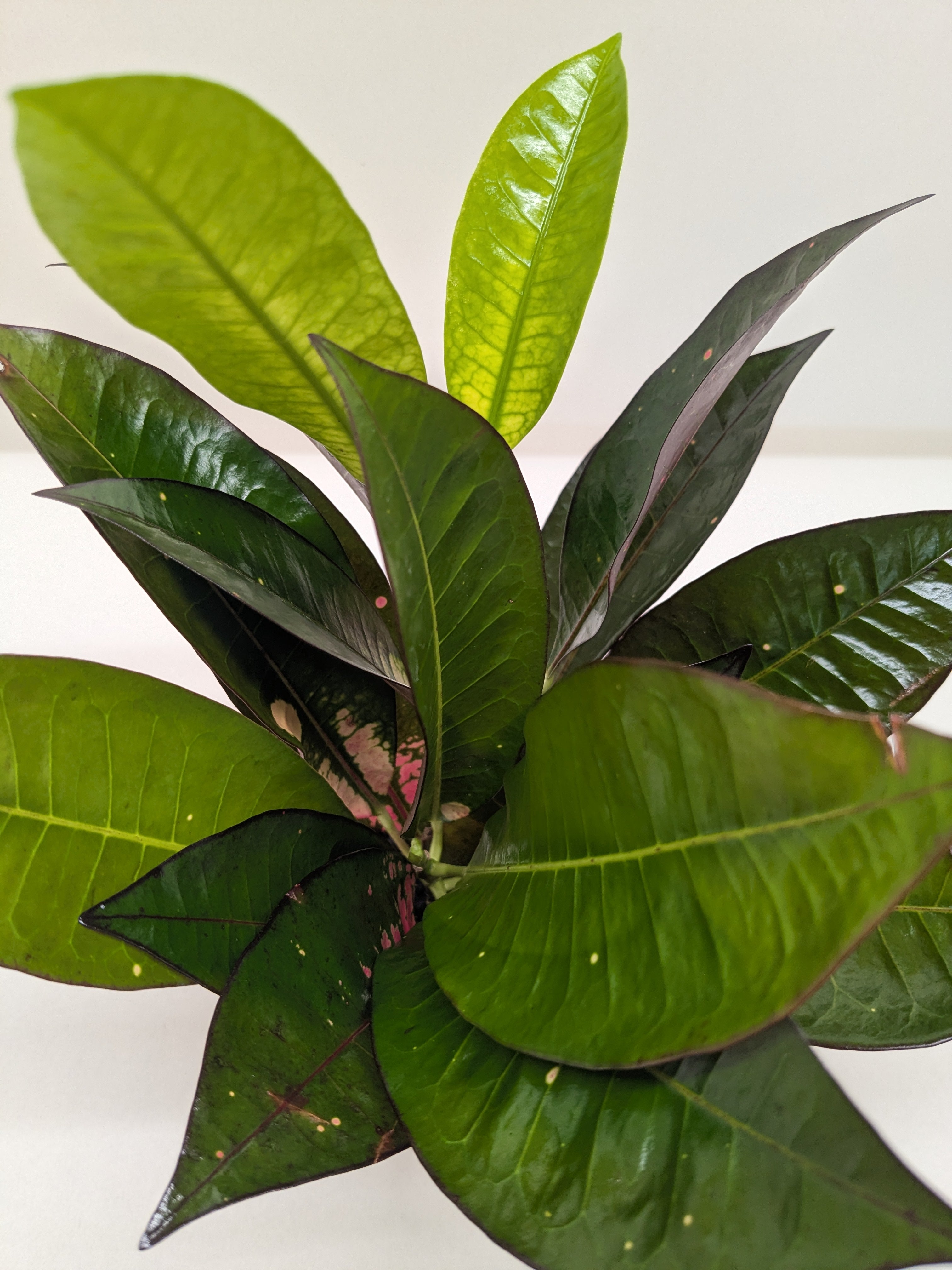 Croton 'Iceton'