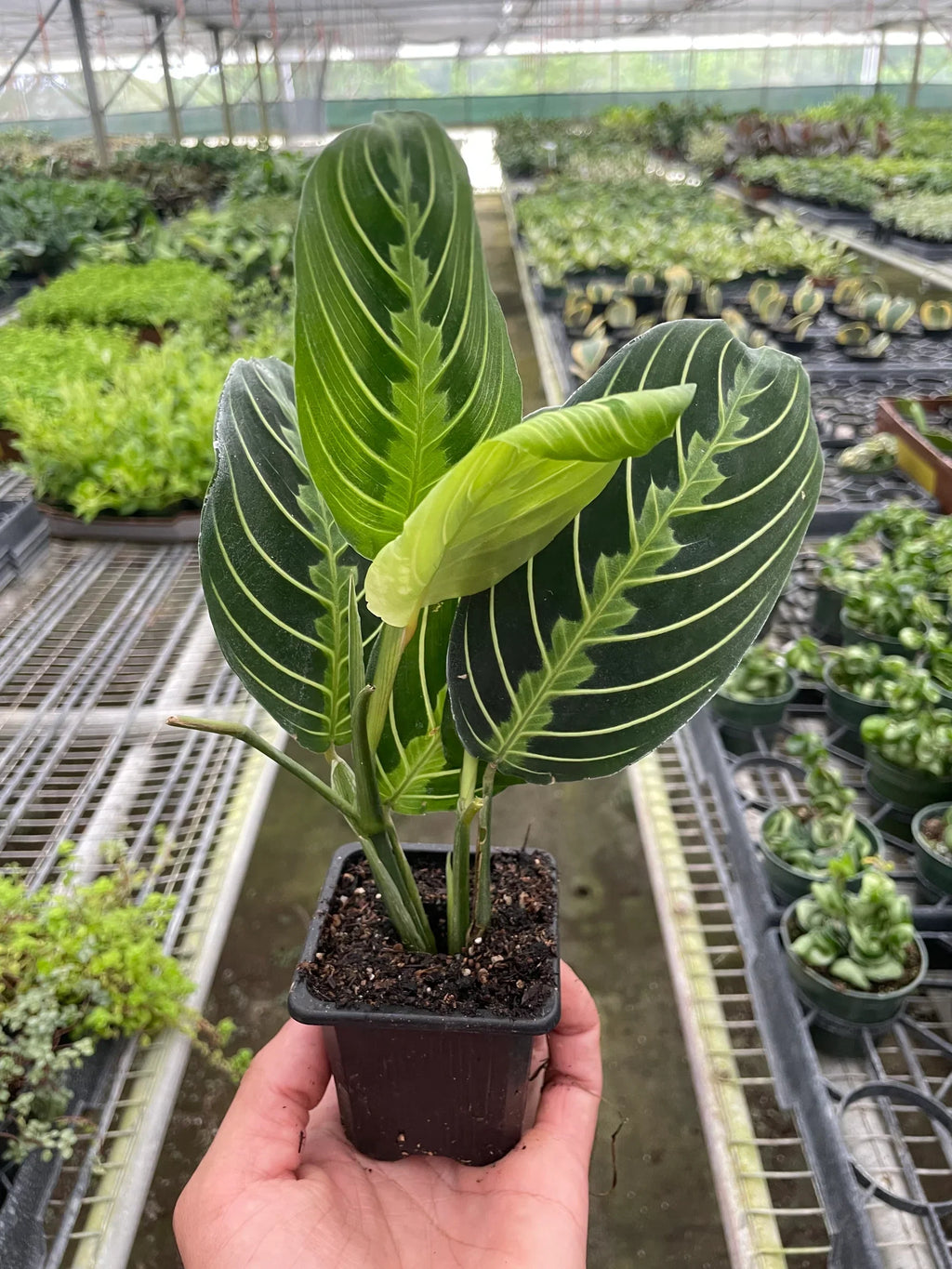 Maranta 'Lemon Lime' - 4" Pot - NURSERY POT ONLY