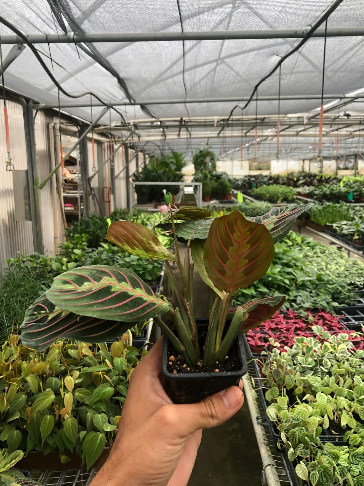 Red Maranta Prayer Plant