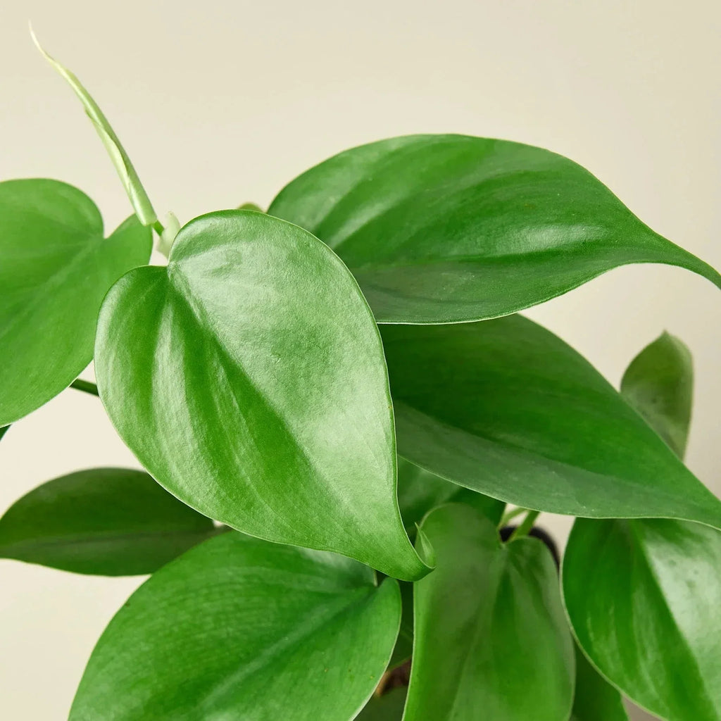 Philodendron Cordatum Heartleaf | Easy Care Climbing Houseplant | House Plant Shop