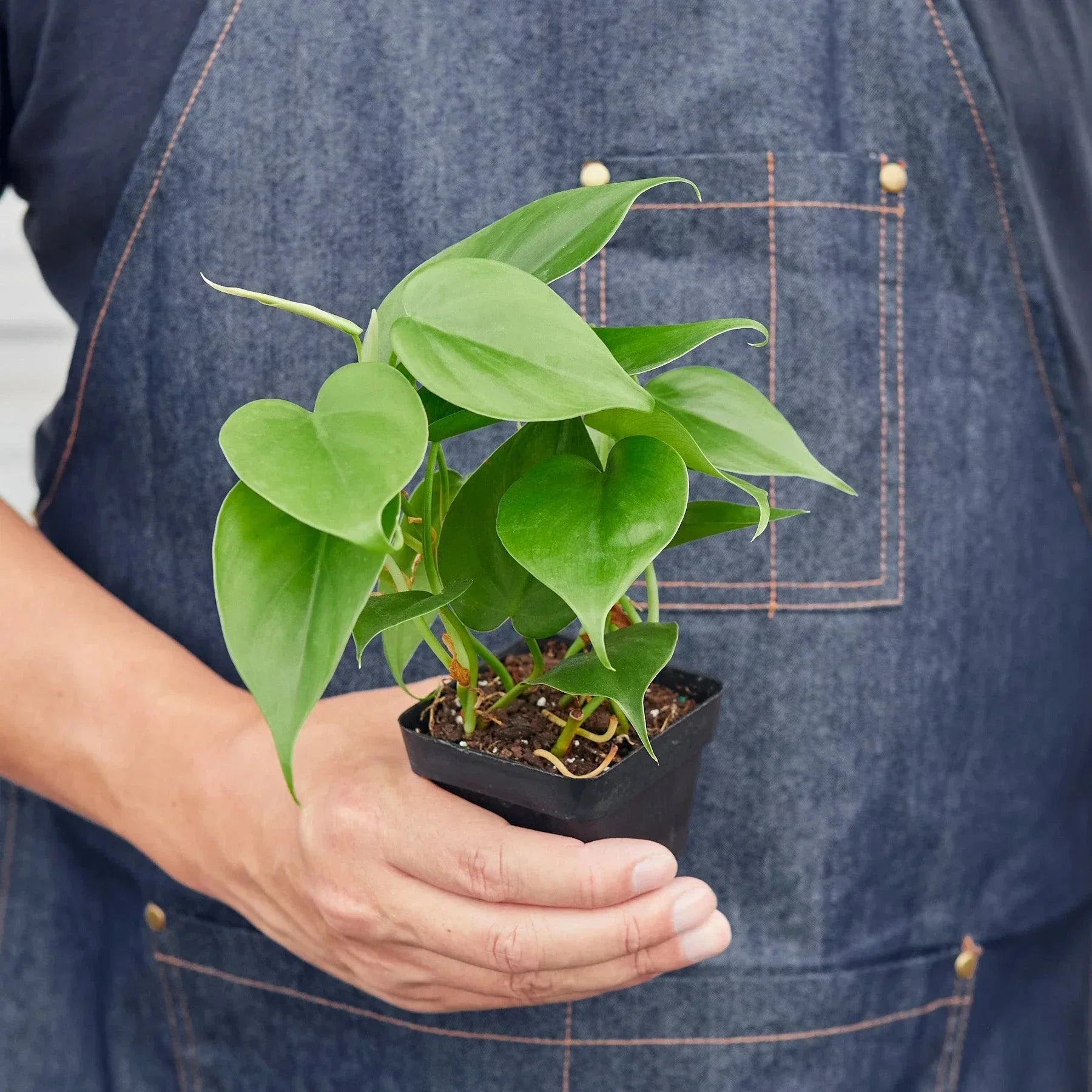 Philodendron Cordatum Heartleaf | Easy Care Climbing Houseplant | House Plant Shop