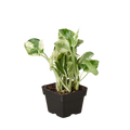 Epipremnum Aureum Pothos NJoy Pearls