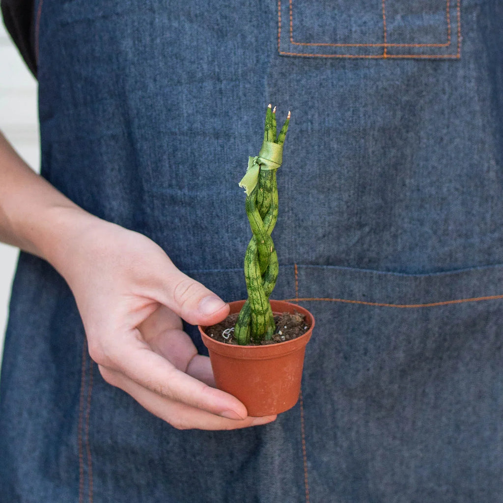 Sansevieria Trifasciata Braided Snake Plant