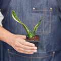 Sansevieria Trifasciata Laurentii Snake Plant