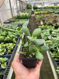 Crassula 'Jade' Succulent