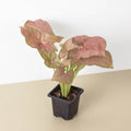 Syngonium 'Strawberry'