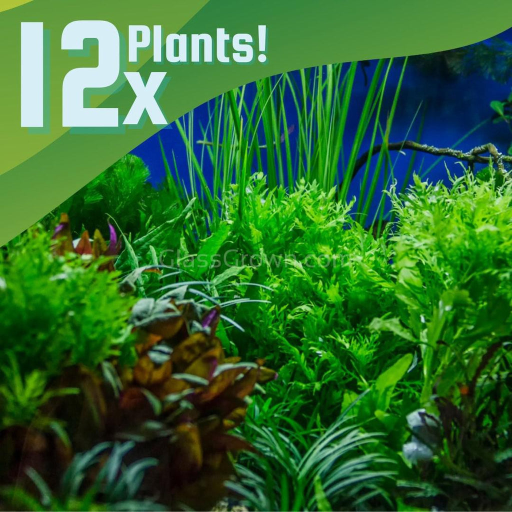 Done For You Plant Package, 12 Full Size (No Co2 Required)
