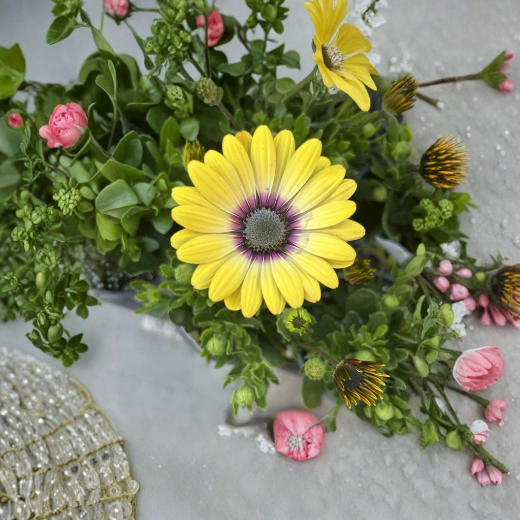 African Daisy Live Plant 4 Inch Pot – Osteospermum Yellow Flower